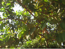 ��� ������ �����