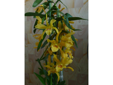 Dendrobium nobile star class.JPG