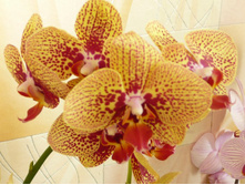 Phalaenopsis Elegant Charmer.JPG