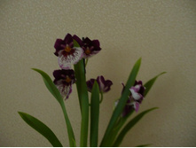 Orchidee Miltonia Gemengd.JPG