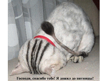 57599595-1164998541313.gif