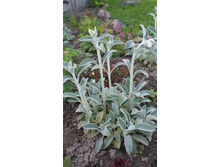 ������ ����������