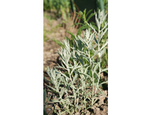 ������ ��������.