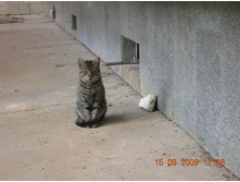 ������� ���