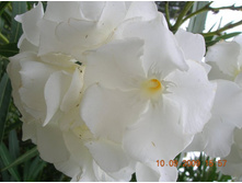 ����� �������