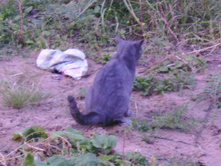 ������ ��������