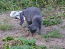 ...���������� ����� ��������...