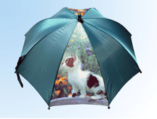 ������ �� ��������� ���� 