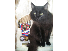 ��� �������