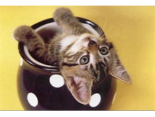 ������� � �����.jpg