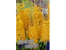 57,45���. ����� (eremurus) ������� �����.jpg