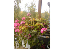 ������ Kong Rose � ������ ������ ������