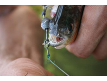 ������� (1)