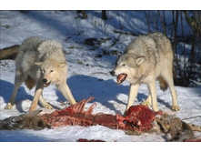 ����� ���������� ���� ������ �� ���������, � �������� ������ ���, ��� ��� �������...