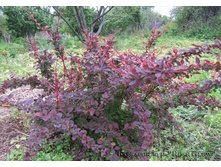 �������� Rose Glow.jpg