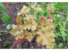 ������� ��������.jpg