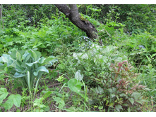 ������� ������.jpg