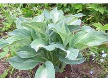 ����� \\Kiwi Full Monty\\