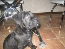 ����, 2,5 ������.