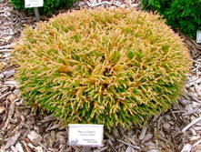 ��� ���.Golden Tuffet