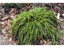 ����������� ������������� Filifera nana