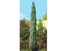 ������������ �������� Skyrocket