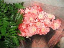 ����������.