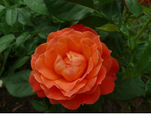 ��������� 2.jpg