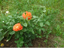 ��������� 3.jpg