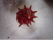 ��� ������