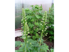 �� � ��������.JPG