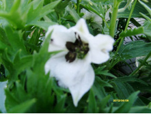 ����� �����.JPG