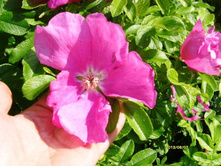 �������� ����� ������� �����.JPG