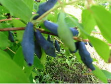 ������ ���������.JPG