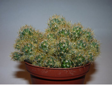 ����������� ���������