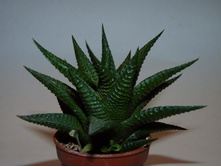 �������� ���������