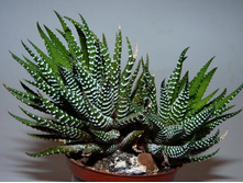 �������� ���������