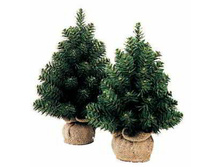 XTT202_264,45 ���