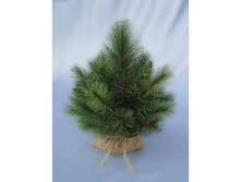 XTT208_273,48 ���