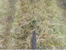 SDC10394.JPG