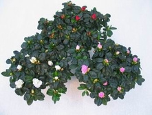 ������ ����. 30/12 - 260���., 25/11 - 160���.