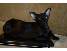 �������)