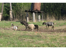 ����� ��������