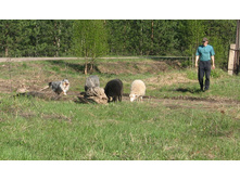 �������� �����