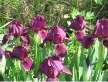 ���� �����������, Cherry Garden, ������, �� 60 �.