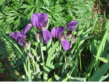 ���� ����������� ����������, ������, �� 50 �.