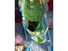 ���� � ��������� ���������)