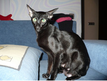 �������� �����