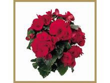 Begonia elatior Baladin. 30/14 240���. 30/13 180���. 
