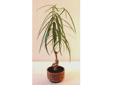 ����������. 55/14 420���.